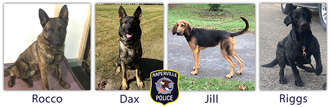 Composite image of the four dogs that assist the Naperville Police Department's patrol division — a Dutch Shepherd, German Shepherd, Bloodhound and Labrador Retriever.