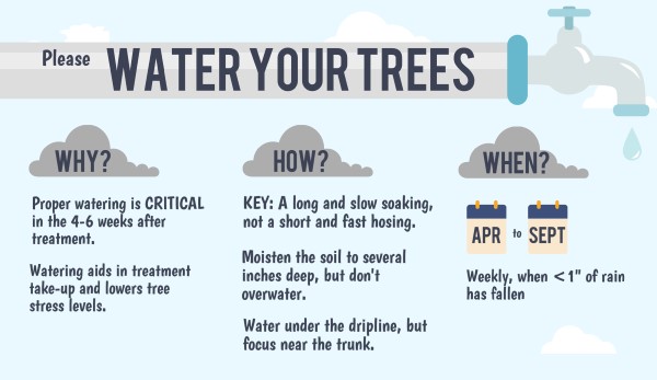 Water Your Tree Infographic detailing why and how to properly water trees