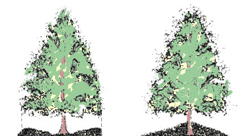 rendering of proper versus improper mulching techniques