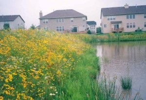 a pond surrounded by long grasses and native plantings with residential homes in the background