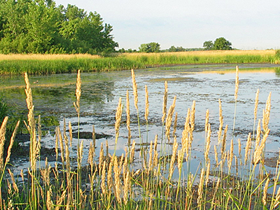A calm body of water is surrounded by tall grasses and trees.