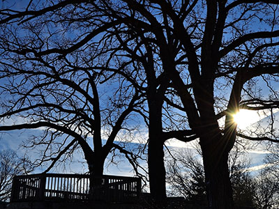 Leafless trees are set in shadow as the sun sets.