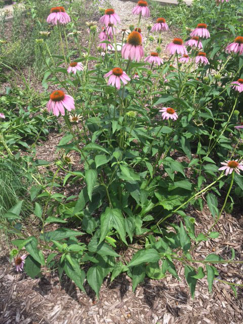 Purple coneflowers grow freely in garden beds in a yard.